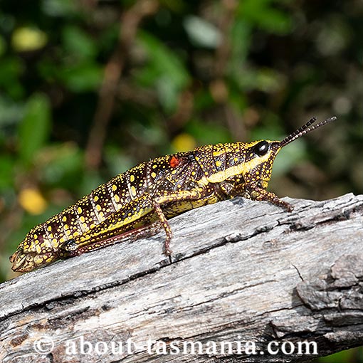 Monistria concinna, Spotted mountain grasshopper, Tasmania