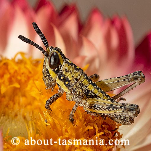 Monistria concinna, Spotted mountain grasshopper, Tasmania