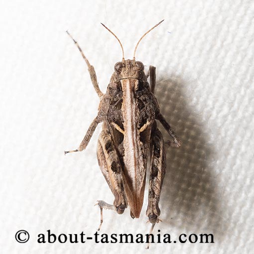 Paratettix argillaceus, Tetrigidae, Tasmania, Pygmy Grasshopper