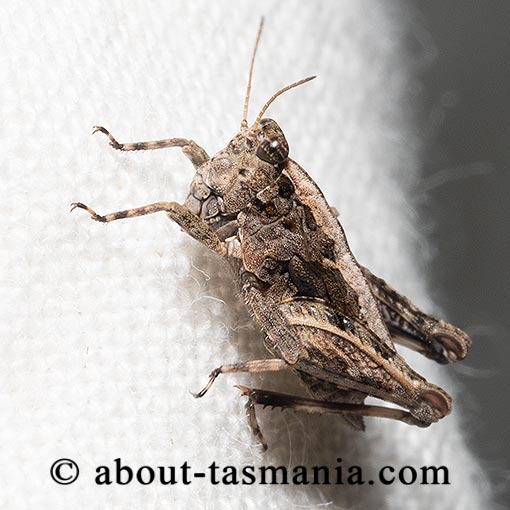 Paratettix argillaceus, Tetrigidae, Tasmania, Pygmy Grasshopper