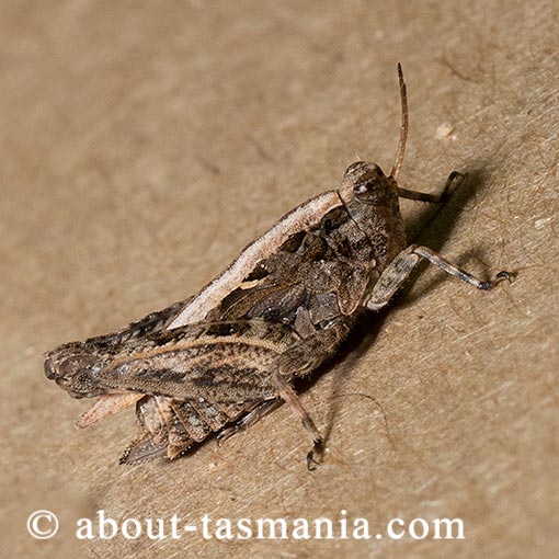 Paratettix argillaceus, Tetrigidae, Tasmania, Pygmy Grasshopper