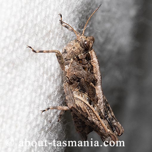 Paratettix argillaceus, Tetrigidae, Tasmania, Pygmy Grasshopper