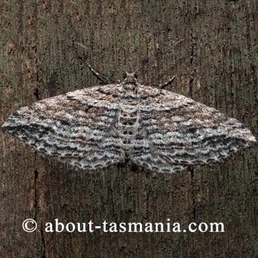 Aponotoreas cheimatobiata, Geometridae, Tasmania, moth