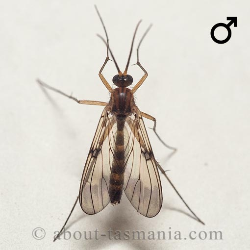 Mycetophilidae, Mycomya richmondensis, Tasmania, fly
