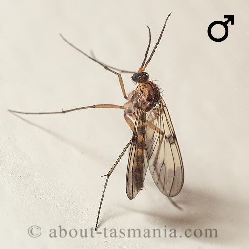 Mycetophilidae, Mycomya richmondensis, Tasmania, fly