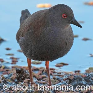 Spotless Crake
