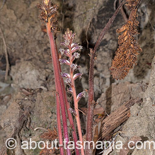 Orobanche minor, lesser broomrape, Tasmania