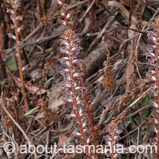 Orobanche minor, lesser broomrape, Tasmania