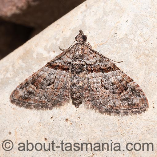 Phrissogonus laticostata, Geometridae, Tasmania, moth