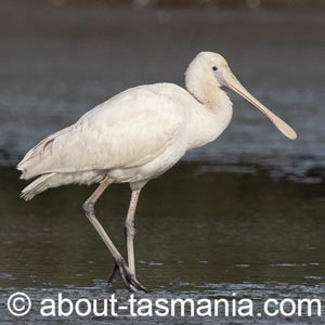 Yellow-billed Spoonbill