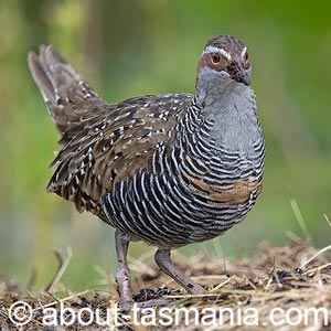 Buff-banded Rail