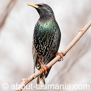 Common Starling