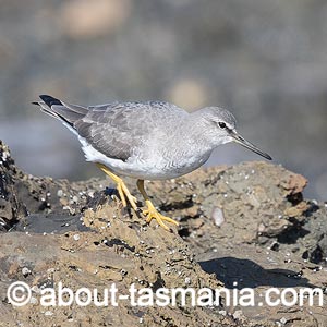 Grey-tailed Tattler