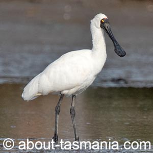 Royal Spoonbill