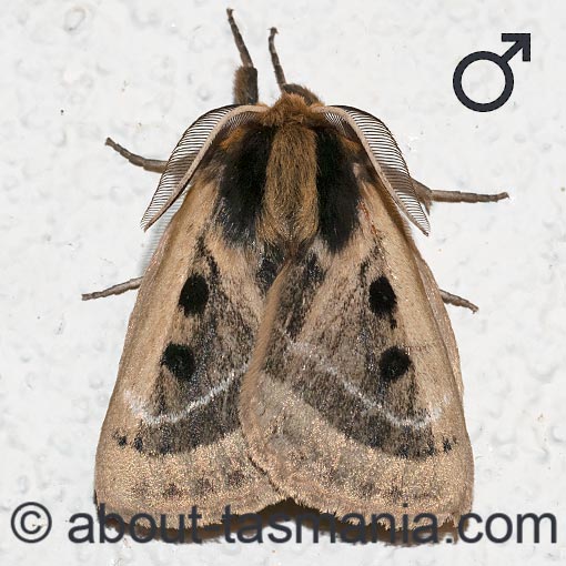 Anthela ocellata, Anthelidae, Tasmania, moth