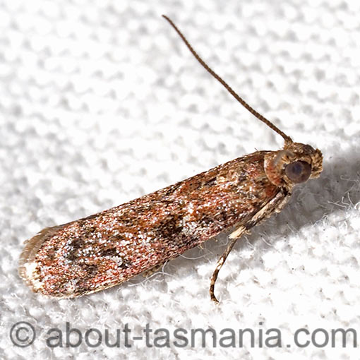 Ephestiopsis oenobarella, Pyralidae, Tasmania, moth