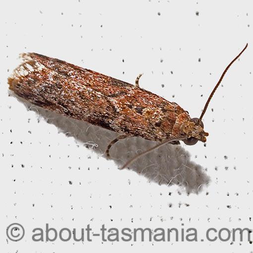 Ephestiopsis oenobarella, Pyralidae, Tasmania, moth