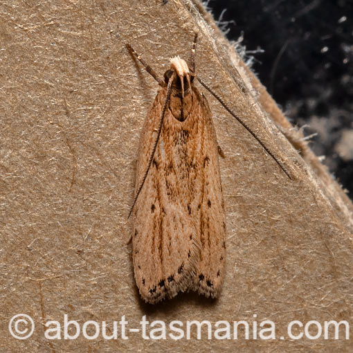 Eulechria melesella, Oecophoridae, Tasmania, moth