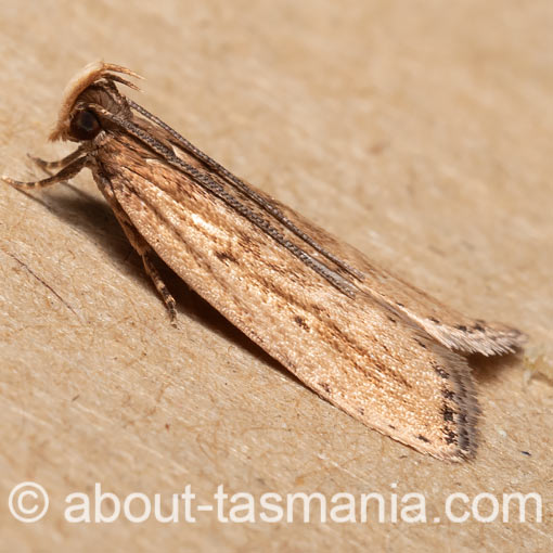 Eulechria melesella, Oecophoridae, Tasmania, moth