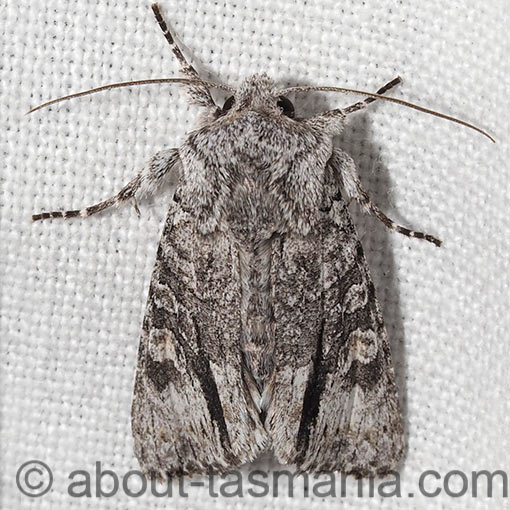 Neumichtis expulsa, Noctuidae, Tasmania, moth