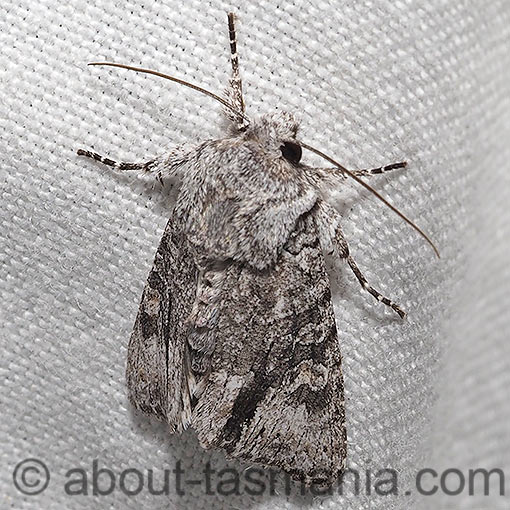 Neumichtis expulsa, Noctuidae, Tasmania, moth