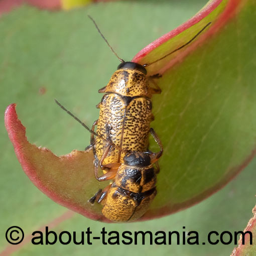 Aporocera erosa, Chrysomelidae, Tasmania, beetle