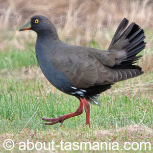 Black-tailed Native-hen