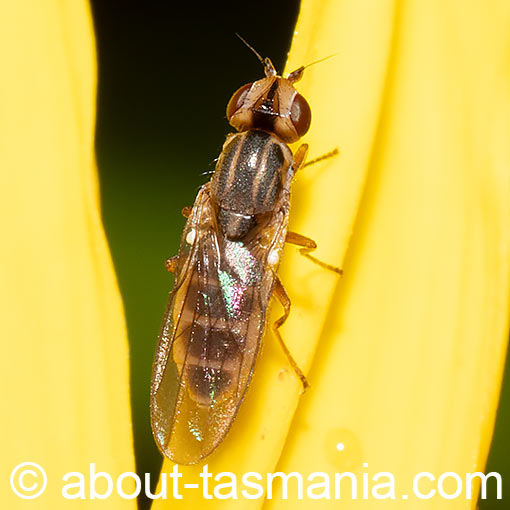 Chlorops sp., Chloropidae, frit flies, Tasmania