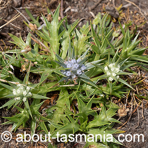 Eryngium vesiculosum, Flora, Tasmania