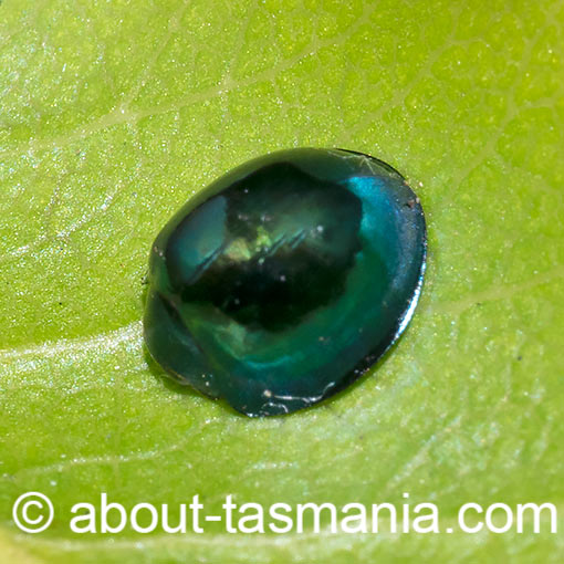 Halmus chalybeus, steelblue ladybird, beetle, Tasmania