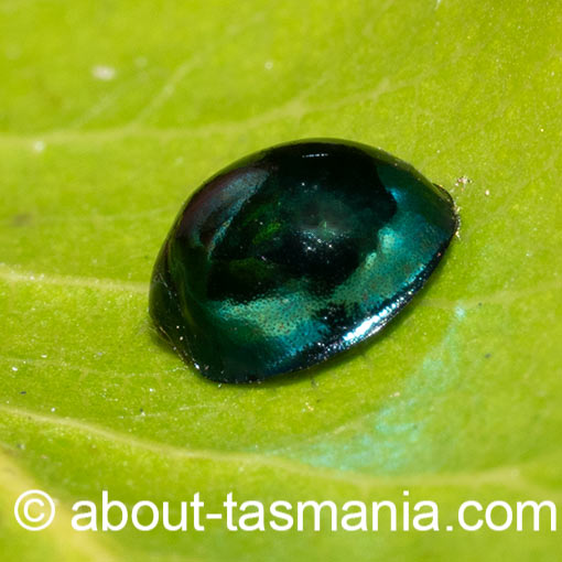 Halmus chalybeus, steelblue ladybird, beetle, Tasmania