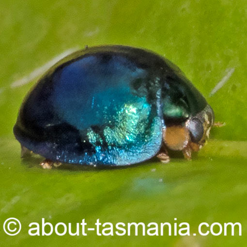 Halmus chalybeus, steelblue ladybird, beetle, Tasmania