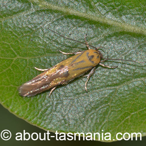 Stathmopoda auriferella, Oecophoridae, Tasmania, moth