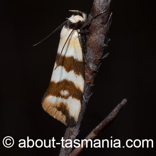 Tanyzancla atricollis, Oecophoridae, Tasmania, moth