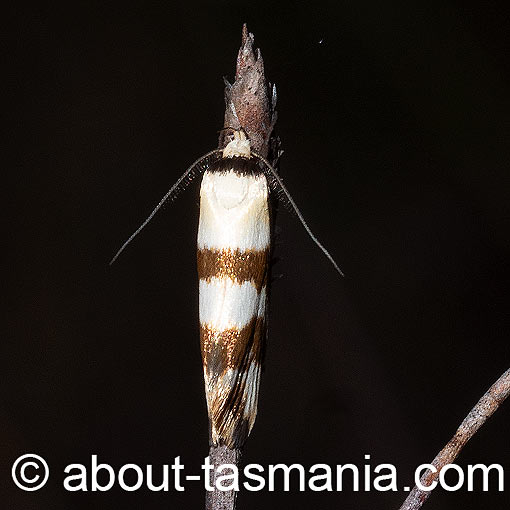 Tanyzancla atricollis, Oecophoridae, Tasmania, moth