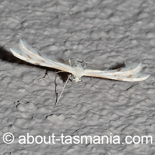 Horehound Plume Moth, Wheeleria spilodactylus, Pterophoridae, Tasmania, moth