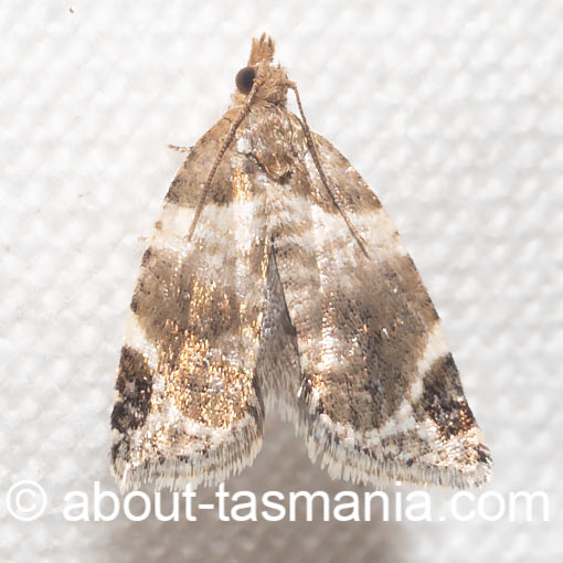 Acroceuthes oxygrammana, Tortricidae, Tasmania, moth