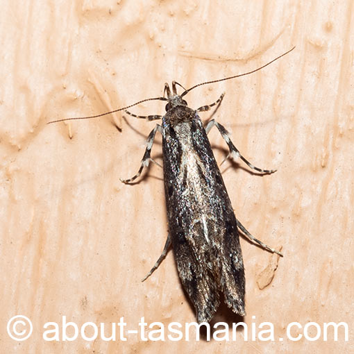 Barea helica, Oecophoridae, Tasmania, moth