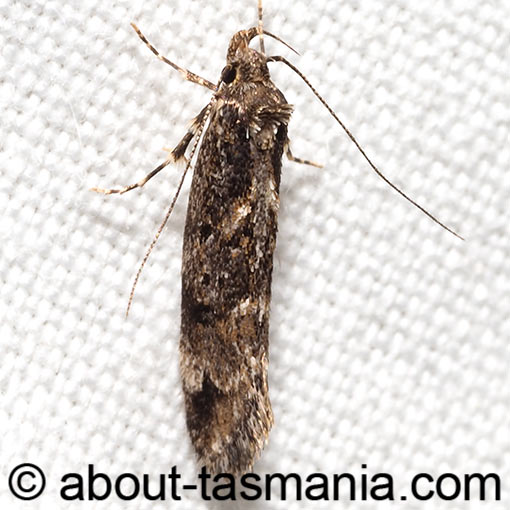 Barea helica, Oecophoridae, Tasmania, moth