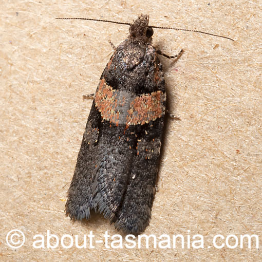 Dichelia thermaterimma, Tortricidae, Tasmania, moth