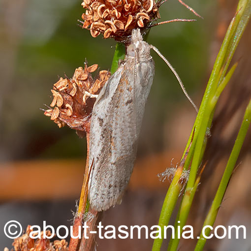 Ericodesma sp., Tortricidae, Tasmania, moth