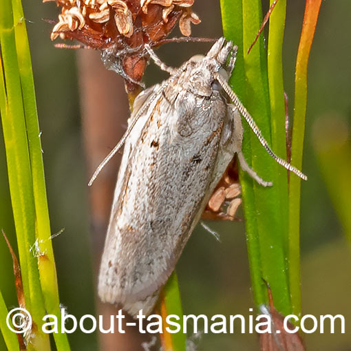 Ericodesma sp., Tortricidae, Tasmania, moth