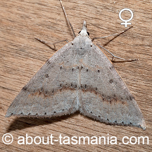 Nearcha curtaria, Geometridae, Tasmania, moth