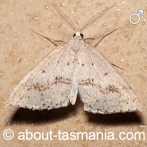 Nearcha curtaria, Geometridae, Tasmania, moth