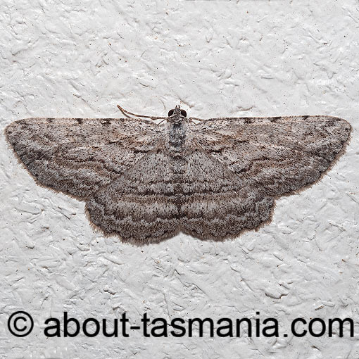 Psilosticha attacta, Geometridae, Tasmania, moth