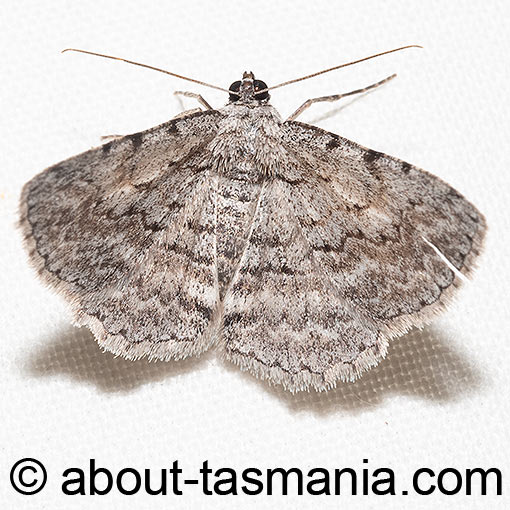 Psilosticha attacta, Geometridae, Tasmania, moth