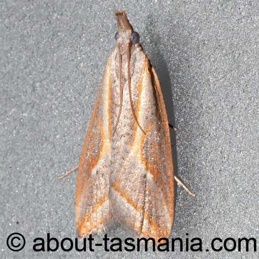 Arotrophora arcuatalis, Banksia Boring Moth, Tortricidae, Tasmania, moth