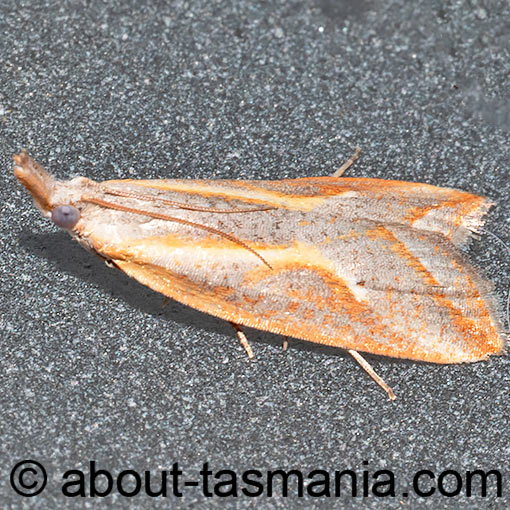 Arotrophora arcuatalis, Banksia Boring Moth, Tortricidae, Tasmania, moth