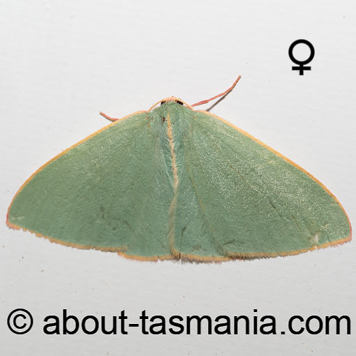 Chlorocoma assimilis, Geometridae, Tasmania, moth