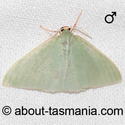 Chlorocoma assimilis, Geometridae, Tasmania, moth
